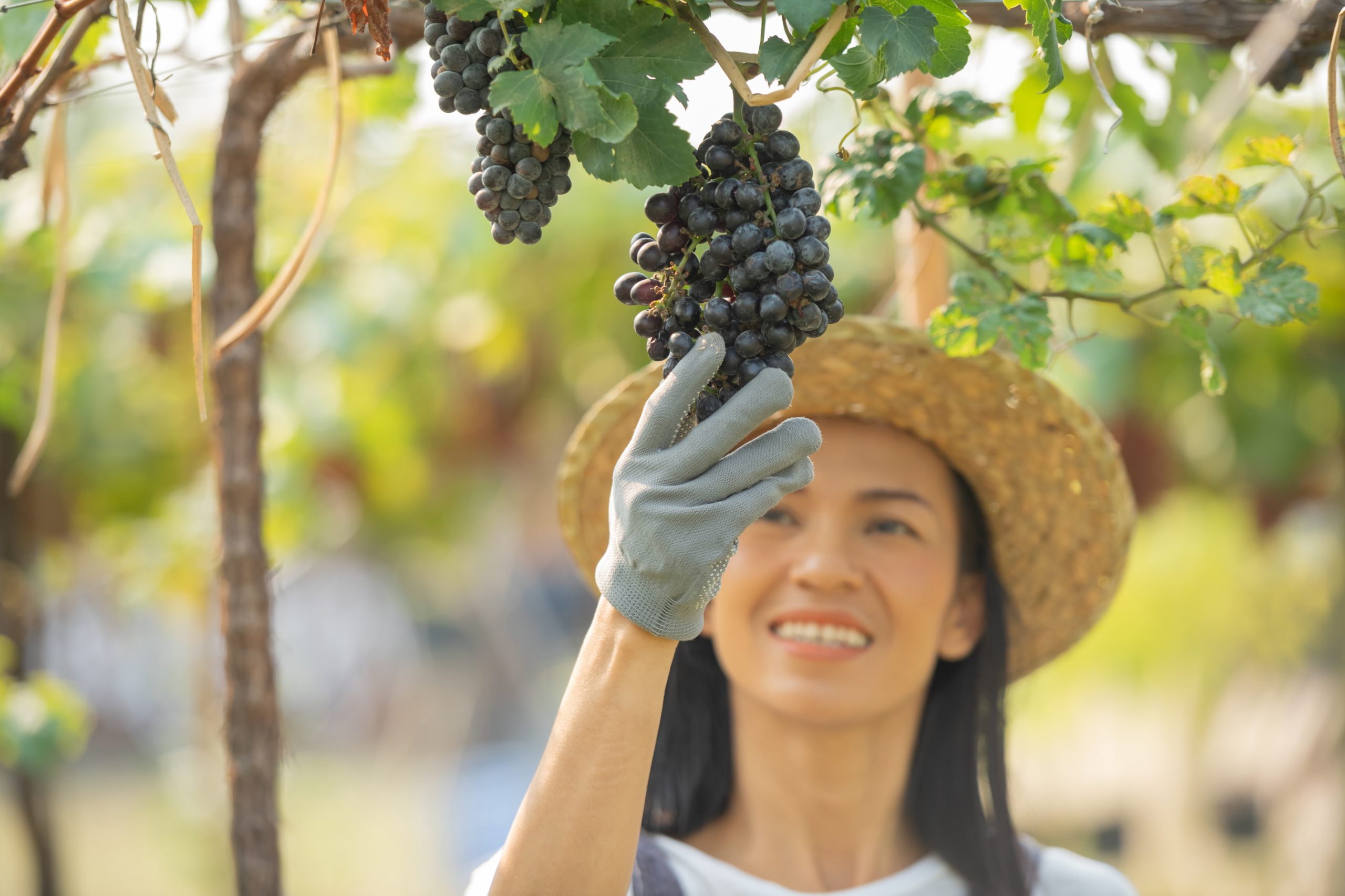 Japan's Wine Renaissance: Exploring the Unique Vineyards and Varieties ...