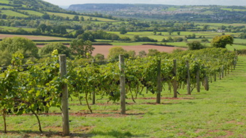 best vineyards UK